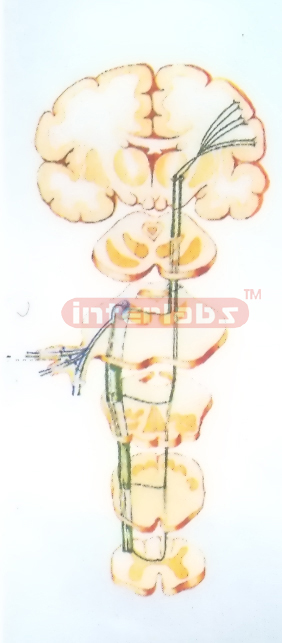 PATHWAYS OF PAIN, THALPOSIS, TACTILE SENSATION MODEL OF HEAD AND FACE